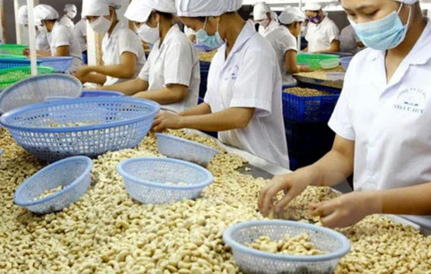 La filière de la noix de cajou vise 3,3 milliards de dollars d’exportation
