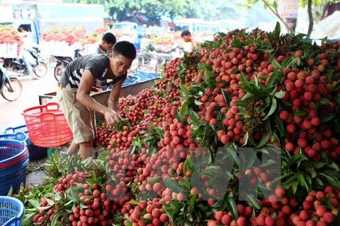 Bac Giang exporte plus de 9.500 tonnes de litchis en Chine