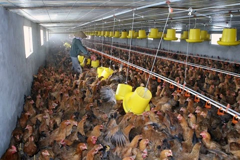 Le premier lot de viande de poulet sera exporté vers le Japon en août