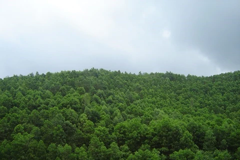 90.700 hectares supplémentaires de forêts au premier semestre 2017