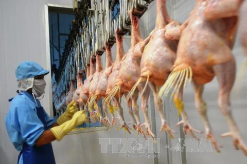 Le Vietnam projette d’exporter la viande de poulet en Union européenne