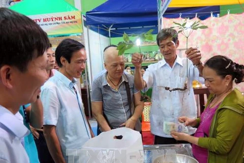 Quang Nam : premier marché du ginseng de Ngoc Linh 