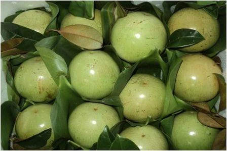 Les pommes de lait de Tiên Giang vont bientôt faire leur apparition aux Etats-Unis