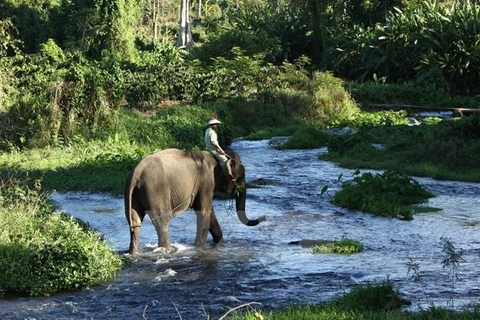La province de Dak Lak renforce la protection des éléphants