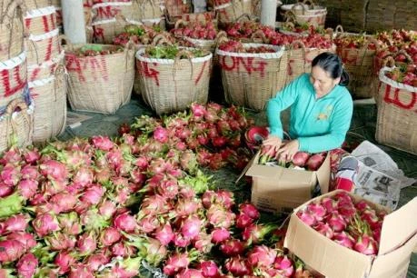 Exportation de pitayas en Chine