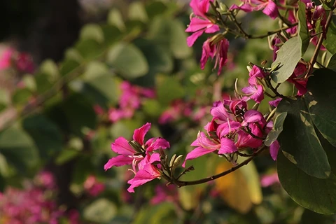 Hanoï à la saison des fleurs de bauhinie