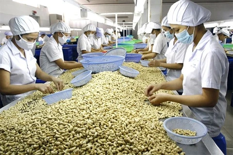 Forte hausse des exportations de noix de cajou au premier trimestre 