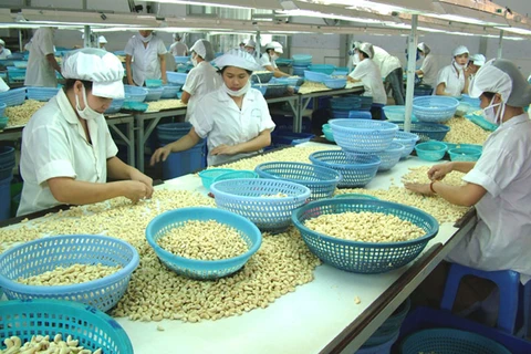 L’exportation de noix de cajou atteint plus de 1,3 milliard de dollars en cinq mois