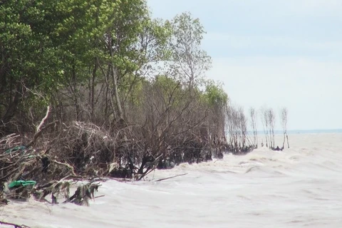 Plusieurs superficies de forêt de protection de la digue maritime ravagées à cause de l’érosion