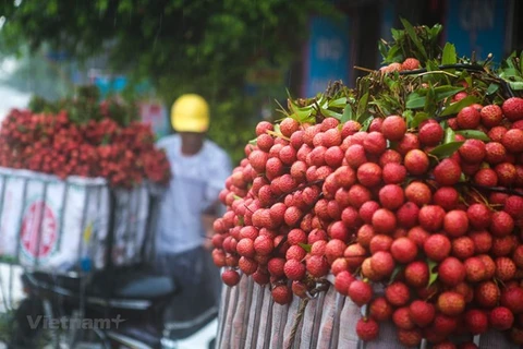 Superbe saison du litchi dans la province de Bac Giang