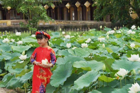 Une variété précieuse de lotus blancs se développe à Dai Noi
