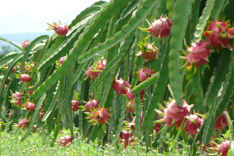 Binh Thuan vise le développement durable des pitayas 