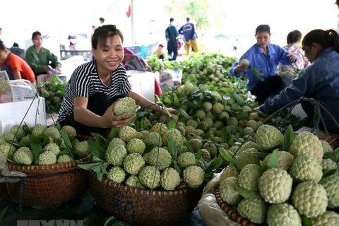 Lang Son en pleine saison des pommes cannelles