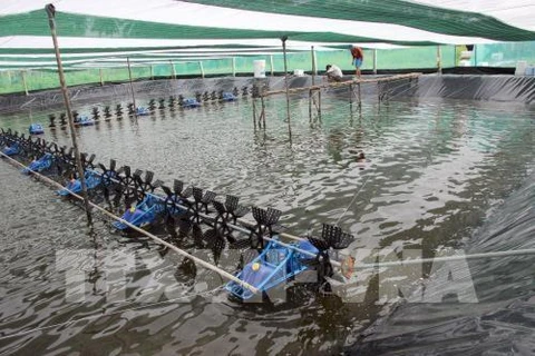 Régler les difficultés pour le développement du secteur des crevettes du Vietnam