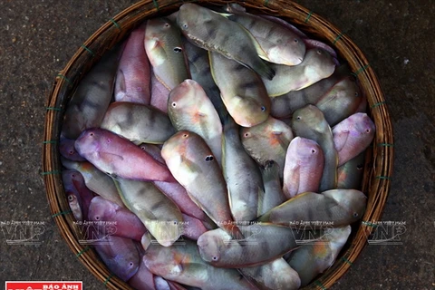 Les fruits de mer séchés de Sa Huynh à Quang Ngai (Centre)