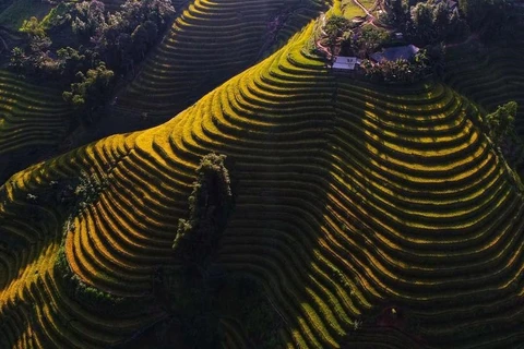 La beauté splendide des rizières en terrasse au district de Hoàng Su Phì à Hà Giang (Nord)