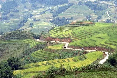 Les rizières en terrasse du Vietnam : l’un des paysages les plus surréalistes sur Terre 