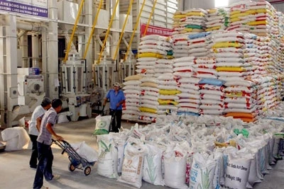 La Thaïlande et le Vietnam exportent 50 % du riz dans le monde 