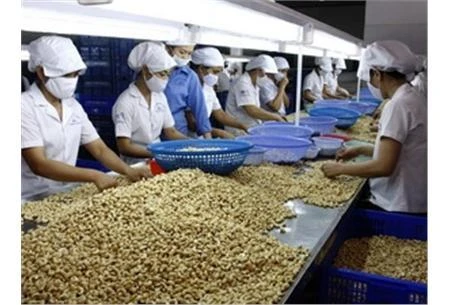 La noix de cajou vietnamienne cherche à conquérir les marchés américain et européen