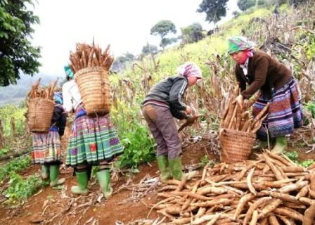 Les exportations nationales de manioc tablent sur 1,5 milliard de dollars cette année