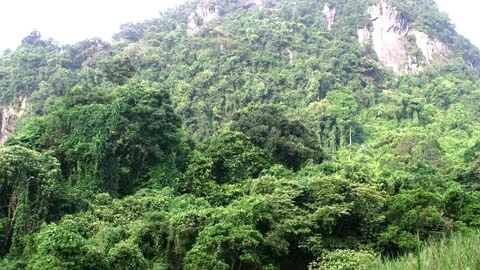 Thua Thiên-Huê: 5 milliards de dôngs pour le projet «Forêt tropicale humide»