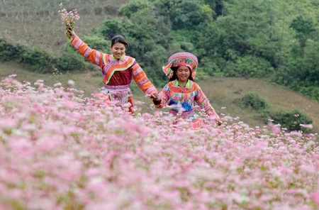Les fleurs de sarrasin en vedette sur le plateau karstique de Dong Van