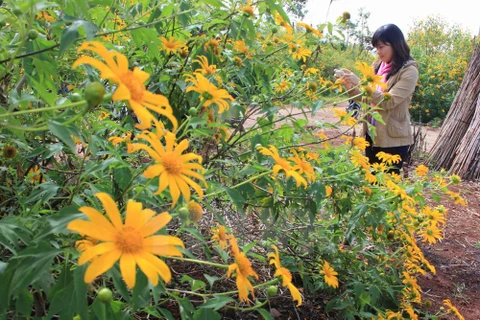 La saison des tournesols sauvages à Da Lat