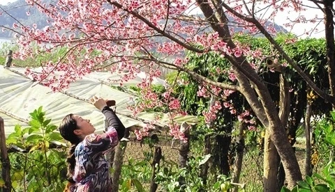L'Association d'Amitié de Fukushima offre 161 cerisiers à Hanoi
