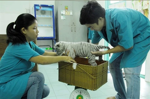 Trois tigrons blancs naissent au zoo de Hô Chi Minh-Ville