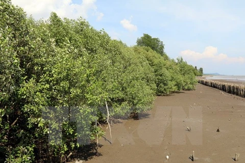 Aide japonaise pour la plantation de mangroves