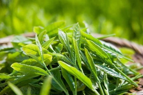 Le thé: L’or vert de Tuyên Quang