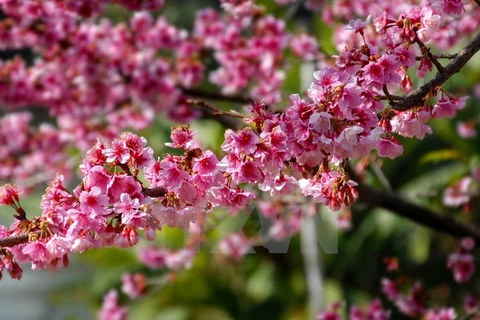 Les cerisiers Higan Sakura du Japon sont en fleurs à Dien Bien