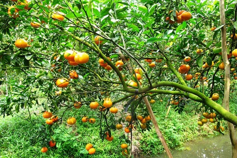 Lai Vung, le royaume des "mandarines roses" 