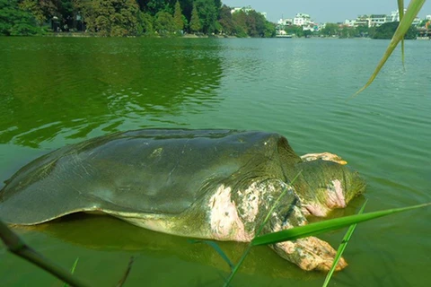 La légendaire tortue géante de Hoàn Kiêm sera conservée 