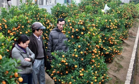 ​ Kumquat bonsaï, la nouvelle mode du Têt