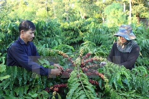 L'Indonésie vise une hausse de 10 % de ses exportations de café