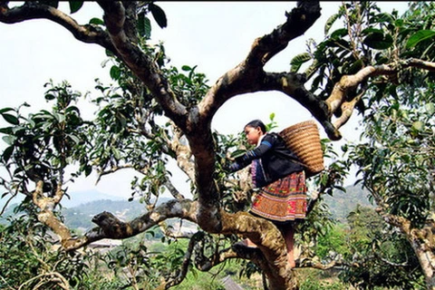 Yên Bai: 400 théiers séculaires Shan reconnus "Arbre patrimonial du Vietnam"
