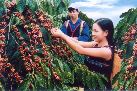 Un projet sur l’agriculture durable démarre à Hâu Giang