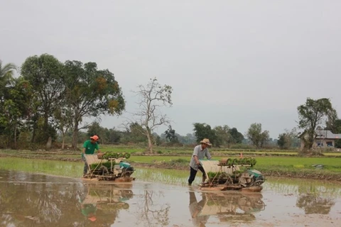 Le Laos prévoit d'exporter un million de tonnes de riz
