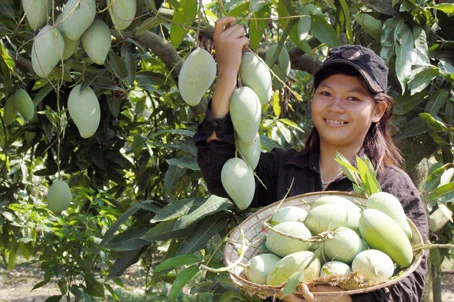 Les Sud – coréens friands de mangue et d’ananas du Vietnam