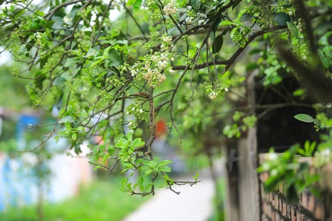 La saison des fleurs de pamplemoussier