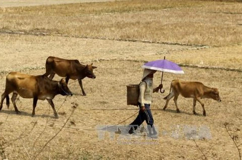 Le Vietnam s'emploie à faire face à la sécheresse et à la salinisation