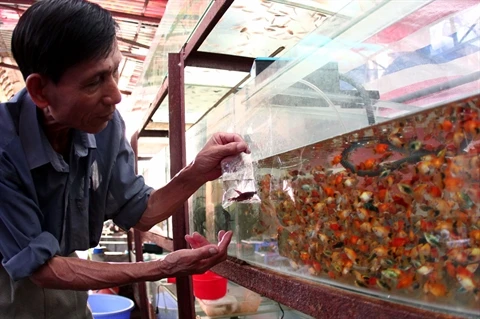 La fièvre des poissons d’aquarium gagne le Vietnam