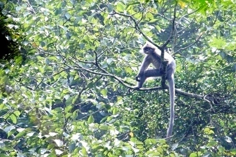 Un groupe de langurs gris d’Indochine découvert à Thanh Hoa