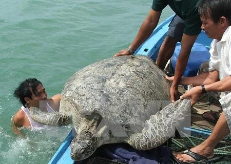 Le Vietnam lance un plan pour la conservation des tortues marines 