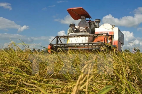 Le Japon ouvrira une entreprise de transformation et commercialisation du riz à Yen Bai