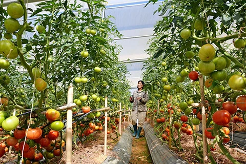 Lâm Dông : attrait de 500 millions de dollars dans l’agriculture high-tech