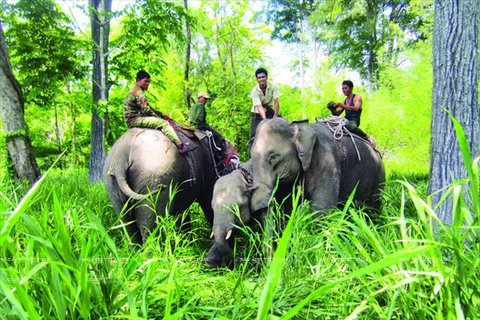 Aide internationale pour la protection des éléphants à Dak Lak