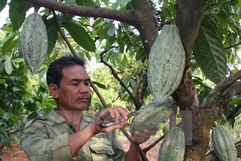 Une société de Dong Nai exporte du cacao en République de Corée et au Japon