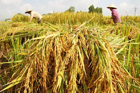 5,7 millions de tonnes de riz exportées en 2016